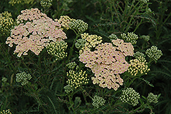 Summer Pastels Yarrow (Achillea millefolium 'Summer Pastels') at Golden Acre Home & Garden