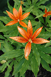 Tsing Tau Lily (Lilium tsingtauense) at Lakeshore Garden Centres