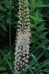 Pretty In Pink Fox Tail Lily (Eremurus 'Pretty in Pink') at Lakeshore Garden Centres
