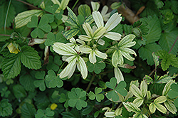 White Cloud Potentilla (Potentilla tridentata 'White Cloud') at Lakeshore Garden Centres
