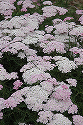 Wonderful Wampee Yarrow (Achillea millefolium 'Wonderful Wampee') at Lakeshore Garden Centres