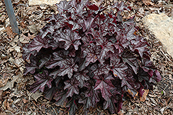 Dolce Black Currant Coral Bells (Heuchera 'Black Currant') at Lakeshore Garden Centres