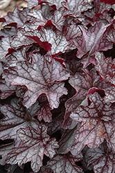 Dolce Black Currant Coral Bells (Heuchera 'Black Currant') at Lakeshore Garden Centres