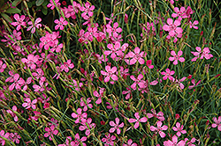 Shrimp Maiden Pinks (Dianthus deltoides 'Shrimp') at Lakeshore Garden Centres