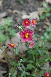Hartswood Ruby Rock Rose (Helianthemum 'Hartswood Ruby') at Lakeshore Garden Centres