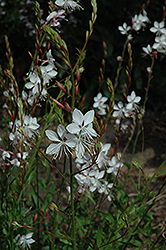 Prachtkerze Gaura (Gaura lindheimeri 'Prachtkerze') at Lakeshore Garden Centres