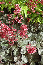 Dolce Mocha Mint Coral Bells (Heuchera 'Mocha Mint') at Lakeshore Garden Centres
