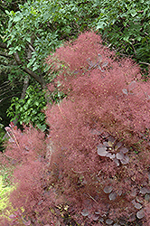 Velvet Cloak Purple Smokebush (Cotinus coggygria 'Velvet Cloak') at Lakeshore Garden Centres