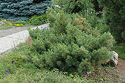 Macopin Eastern White Pine (Pinus strobus 'Macopin') at A Very Successful Garden Center