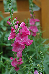 Brilliant Prairie Mallow (Sidalcea oregana 'Brilliant') at Lakeshore Garden Centres