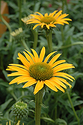 Prairie Stars Mac n' Cheese Coneflower (Echinacea 'Mac n' Cheese') at Lakeshore Garden Centres