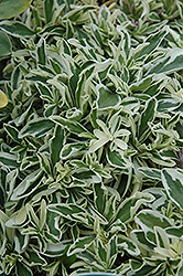 Variegated Wall Cress (Arabis caucasica 'Variegata') at Lakeshore Garden Centres