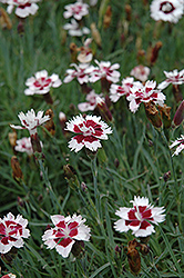 Brilliant Star Pinks (Dianthus 'Brilliant Star') at Lakeshore Garden Centres