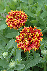Dakota Reveille Blanket Flower (Gaillardia x grandiflora 'Dakota Reveille') at Lakeshore Garden Centres