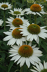 Purity Coneflower (Echinacea 'Purity') at Lakeshore Garden Centres