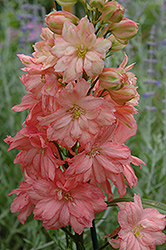 Princess Caroline Larkspur (Delphinium 'Princess Caroline') at Lakeshore Garden Centres