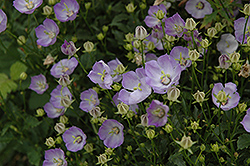 Samantha Bellflower (Campanula 'Samantha') at Lakeshore Garden Centres