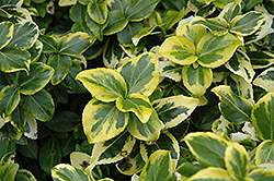 Gold Prince Wintercreeper (Euonymus fortunei 'Gold Prince') at Lakeshore Garden Centres