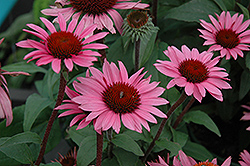 Merlot Coneflower (Echinacea purpurea 'Merlot') at Lakeshore Garden Centres