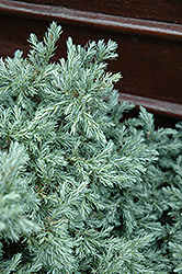 Baby Blue Moss Falsecypress (Chamaecyparis pisifera 'Baby Blue') at Lakeshore Garden Centres