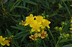Gemo St. John's Wort (Hypericum kalmianum 'Gemo') at Lakeshore Garden Centres