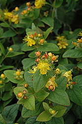 Mystical Black St. John's Wort (Hypericum 'Mystical Black') at Lakeshore Garden Centres
