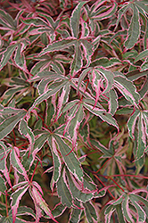 Shirazz Japanese Maple (Acer palmatum 'Gwen's Rose Delight') at Lakeshore Garden Centres