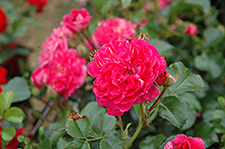 Pink Pearls Rose (Rosa 'Pink Pearls') at Lakeshore Garden Centres