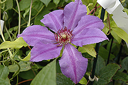 Edouard Desfosse Clematis (Clematis 'Edouard Desfosse') at Lakeshore Garden Centres