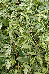 Star Showers Virginia Creeper (Parthenocissus quinquefolia 'Star Showers') at Lakeshore Garden Centres