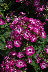 Volcano Purple Garden Phlox (Phlox paniculata 'Volcano Purple') at Lakeshore Garden Centres
