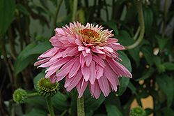 Pink Poodle Coneflower (Echinacea purpurea 'Pink Poodle') at Lakeshore Garden Centres