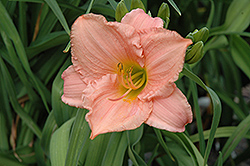 Pink Playmate Daylily (Hemerocallis 'Pink Playmate') at Lakeshore Garden Centres