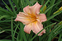 Children's Festival Daylily (Hemerocallis 'Children's Festival') at Lakeshore Garden Centres
