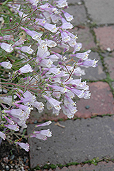 Dwarf Hairy Penstemon (Penstemon hirsutus 'Pygmaeus') at Green Thumb Garden Centre
