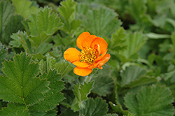 Fireball Avens (Geum 'Fireball') at Lakeshore Garden Centres