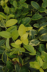 Sunny Skies Periwinkle (Vinca minor 'Sunny Skies') at Lakeshore Garden Centres