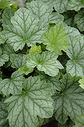 Harvest Silver Coral Bells (Heuchera 'Harvest Silver') at Lakeshore Garden Centres