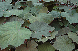 Brownies Coral Bells (Heuchera villosa 'Brownies') at Lakeshore Garden Centres