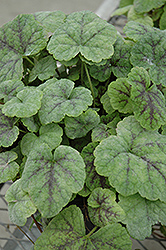 Running Tapestry Foamflower (Tiarella cordifolia 'Running Tapestry') at Lakeshore Garden Centres