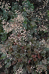 Ebony and Ivory Coral Bells (Heuchera 'Ebony and Ivory') at Lakeshore Garden Centres