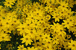Golden Showers Tickseed (Coreopsis verticillata 'Golden Showers') at Lakeshore Garden Centres