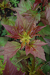 Kopper King Hibiscus (Hibiscus 'Kopper King') at Lakeshore Garden Centres