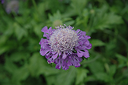 Mongolian Mist Pincushion Flower (Scabiosa superba 'Mongolian Mist') at Lakeshore Garden Centres