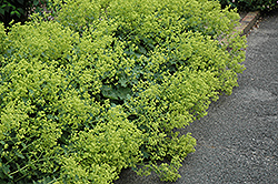 Thriller Lady's Mantle (Alchemilla 'Thriller') at Peter Knippel Garden Centre