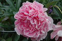 Vivid Rose Peony (Paeonia 'Vivid Rose') at Lakeshore Garden Centres