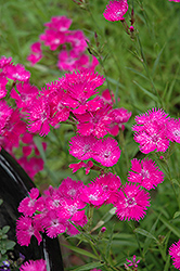 Bouquet Purple Pinks (Dianthus 'Bouquet Purple') at Lakeshore Garden Centres