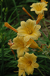 Super Stella Daylily (Hemerocallis 'Super Stella') at Lakeshore Garden Centres