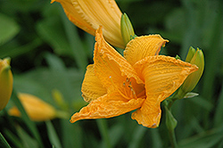 God's Handywork Daylily (Hemerocallis 'God's Handywork') at Lakeshore Garden Centres