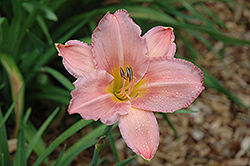 Nursery School Daylily (Hemerocallis 'Nursery School') at Lakeshore Garden Centres